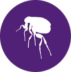 icono de pulgas
