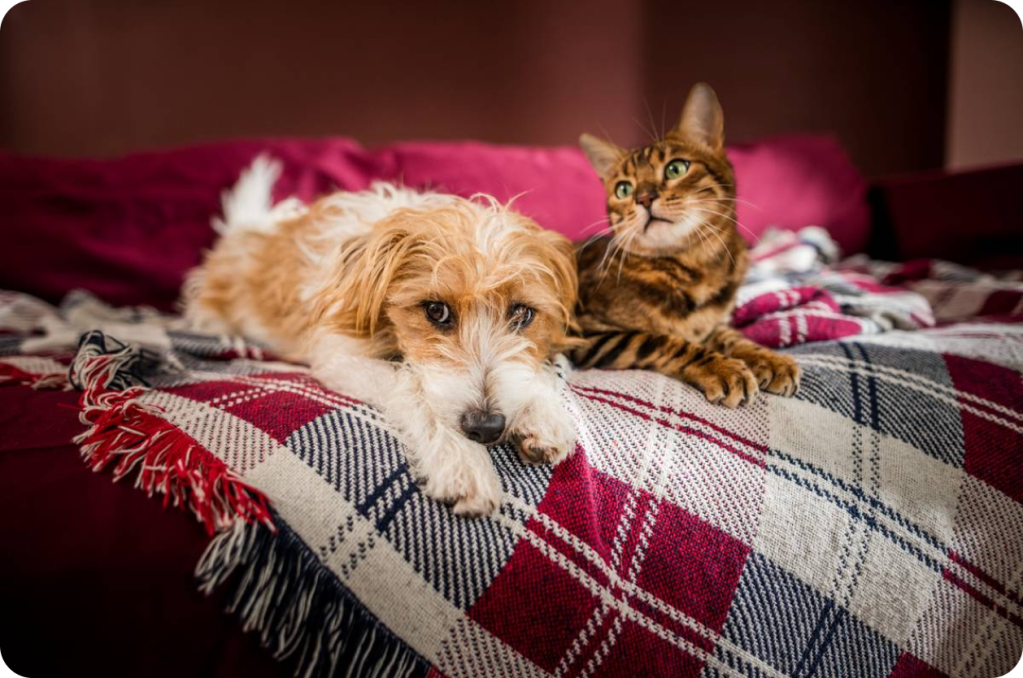 perros y gatos encima de una manta
