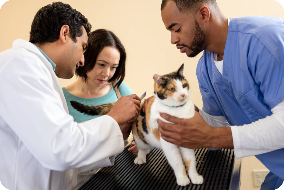 gatos siendo revisados ​​por el doctor
